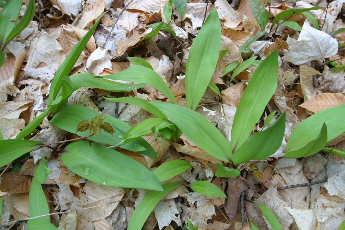 Michigan Native Ramps Ramp up your Michigan morel hunting season - Buy Michigan Now