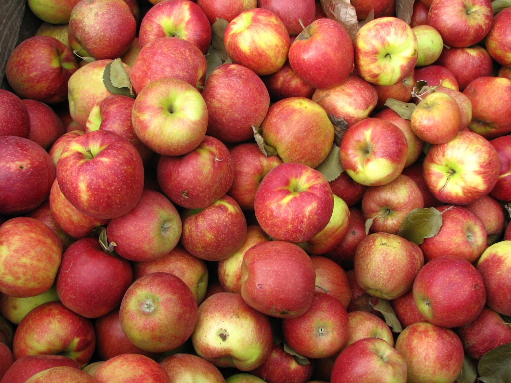 Photo of apple bin