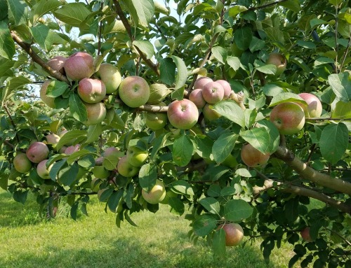 Top 10 tips for picking your own apples