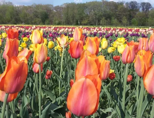 12 things to do in Michigan in May 2023