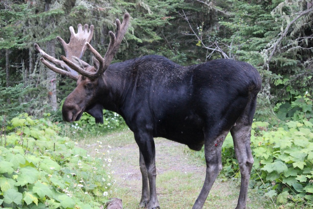 Large bull moose with velvet on antlers, standing on the trail.