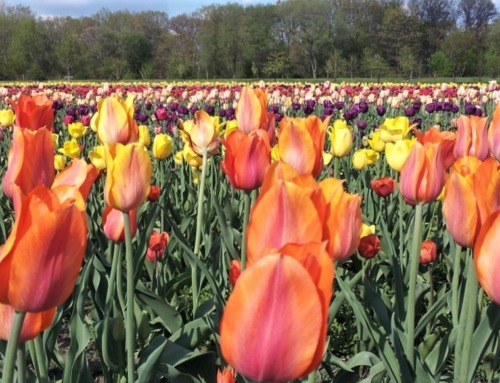 12 Things to Do in Michigan in May