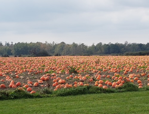 10 pumpkin products products you’ll love