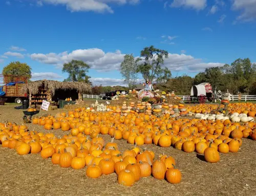 10 uniquely Michigan Halloween traditions