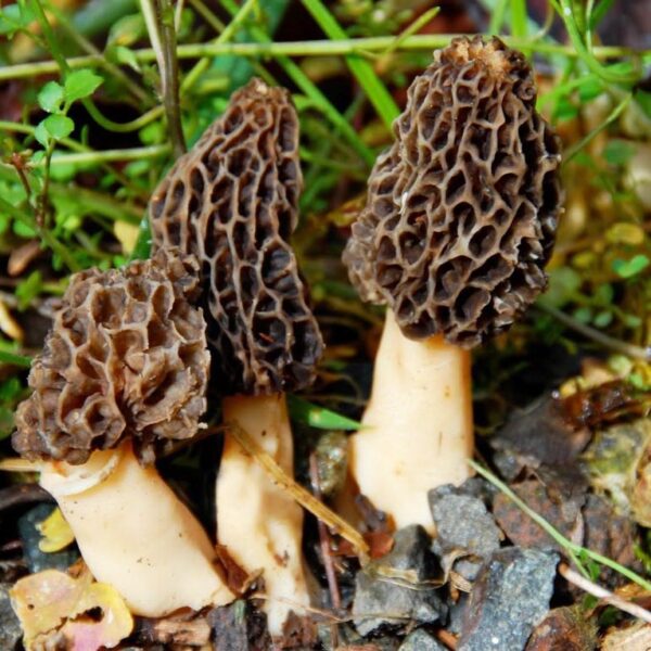 Wild Mushroom Identification