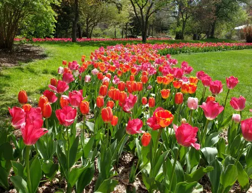 Best places in Michigan to visit in the spring